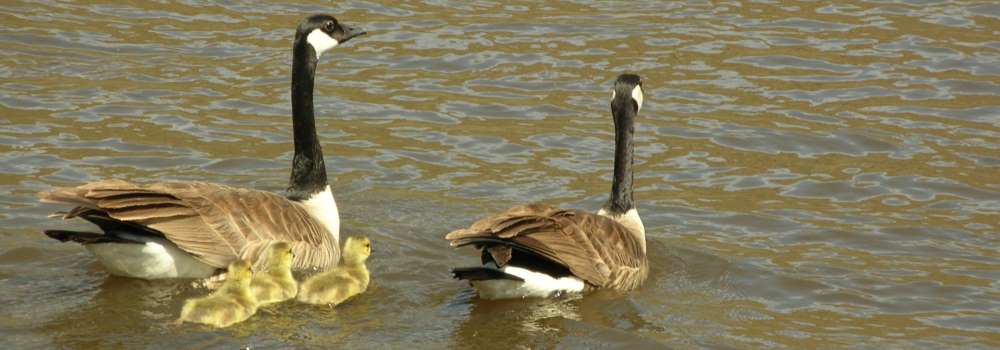 A Way&fnof;arers CampsitesYellowstone National Park