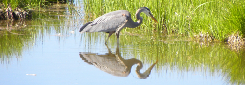 A Way&fnof;arers CampsitesYellowstone National Park