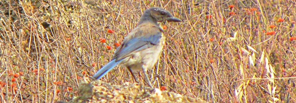 Western Scrub Jay inPinnacles Campsite