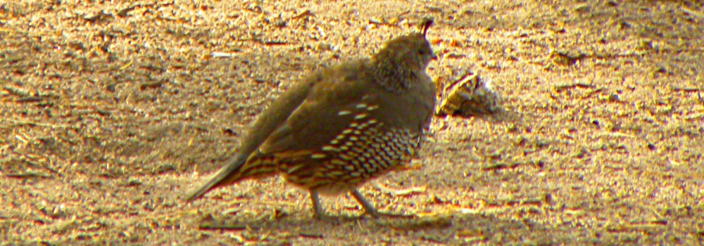 California Quail inPinnacles Campsite