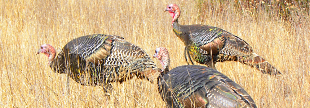 Wild Turkeys inPinnacles Campsite