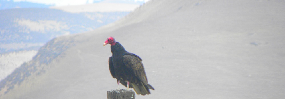 Black Vulture inPinnacles National Park