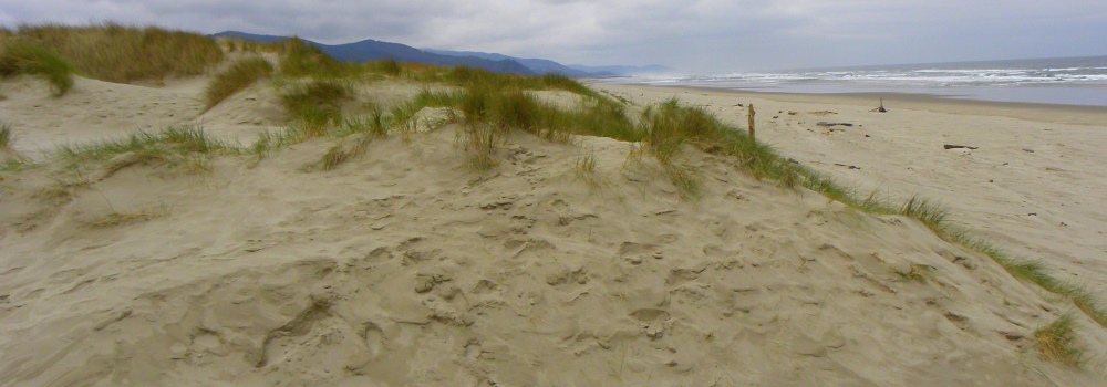 Nehalem Bay State ParkBeach Sand Dunes