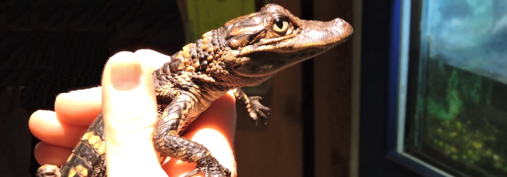 The Alligator PlaceBrazos Bend State Park