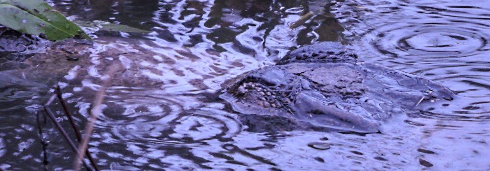 The Alligator PlaceBrazos Bend State Park