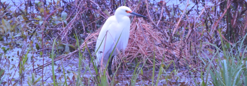 The Birding atBrazos Bend State Park