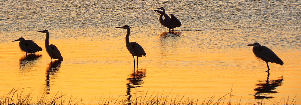 Birding at theGoose Island State Park
