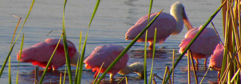Birding at theGoose Island State Park