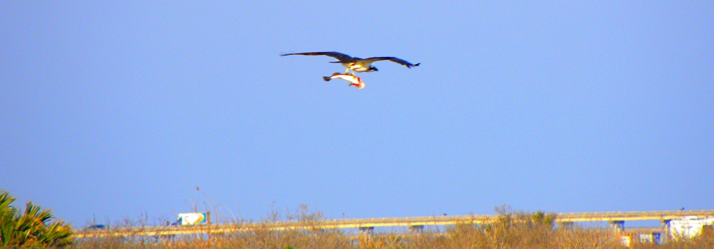 Birding at theGoose Island State Park