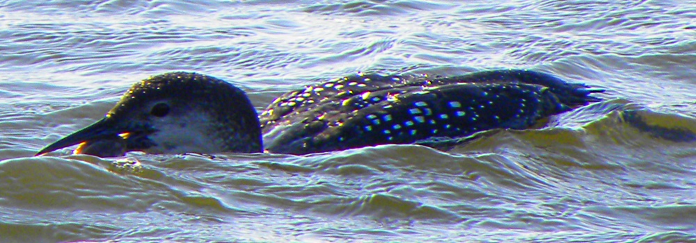Birding at theGoose Island State Park