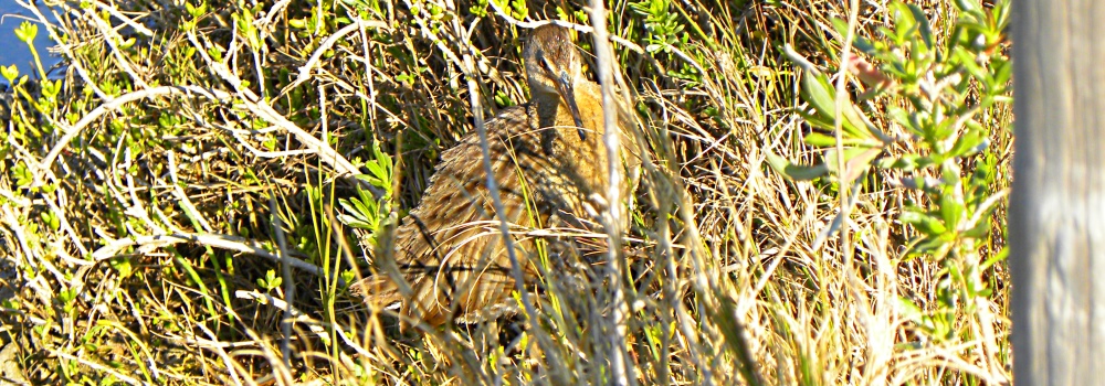 Birding at theGoose Island State Park