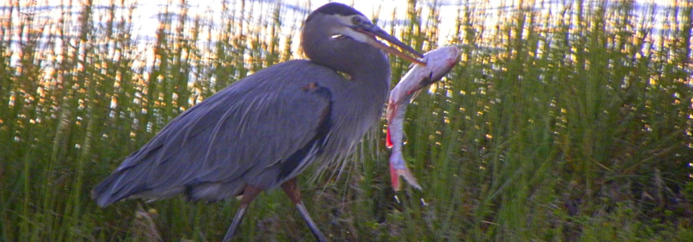 Birding at theGoose Island State Park