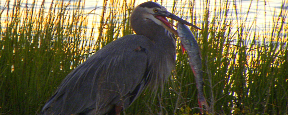 Birding at theGoose Island State Park