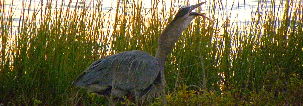 Birding at theGoose Island State Park