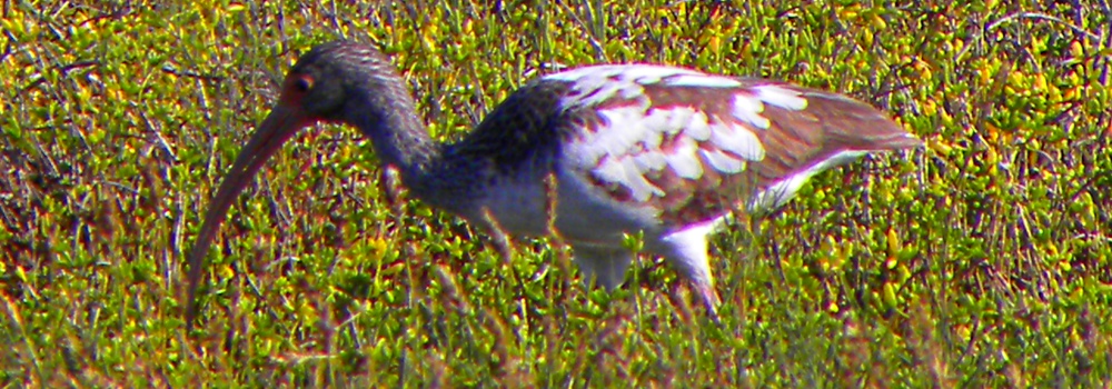 Birding at theGoose Island State Park