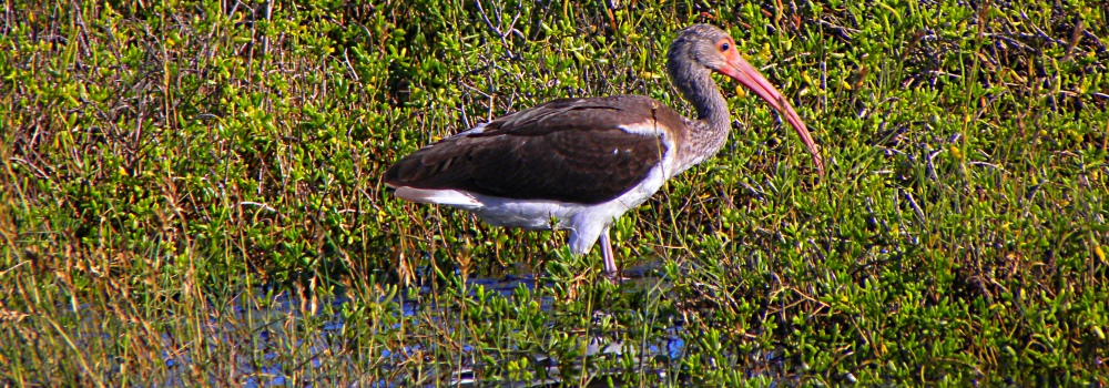 Birding at theGoose Island State Park
