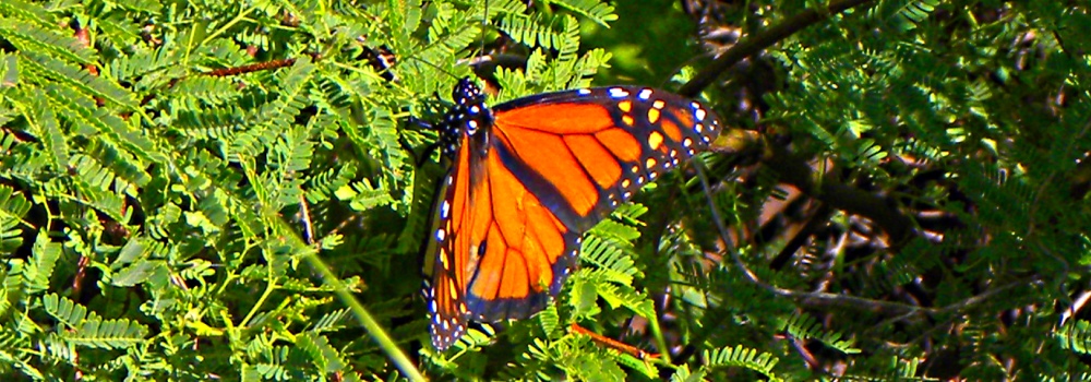 Monarch Butterfly at theGoose Island State Park