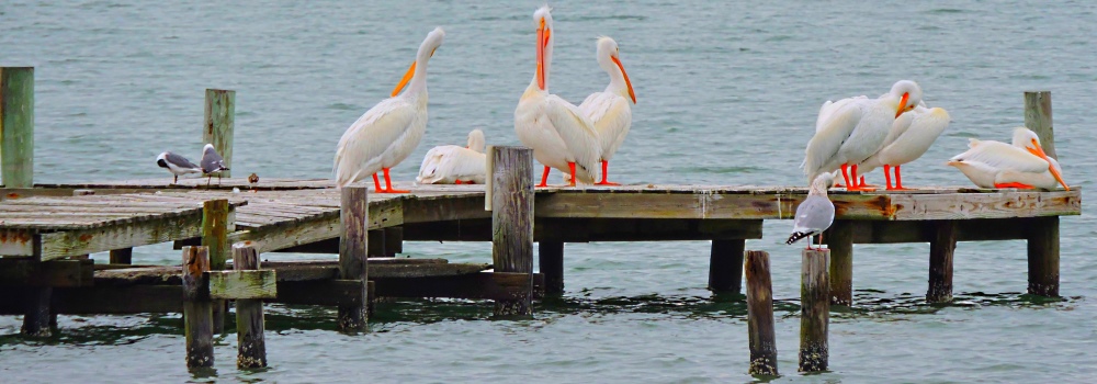 White Pelican at theGoose Island State Park