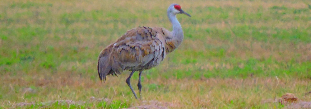 Sandhill Crane at theGoose Island State Park