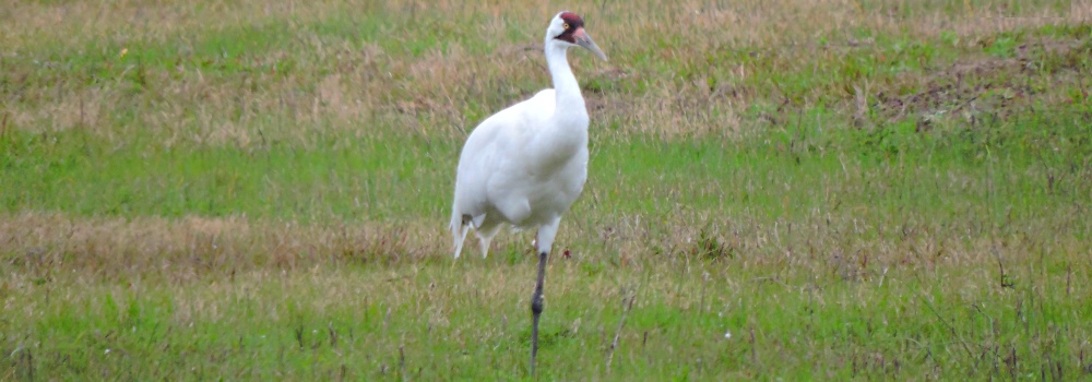 Whooping Crane at theGoose Island State Park