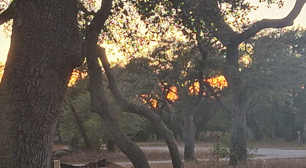 A Way&fnof;arers Campsites Goose Island State Park Campground