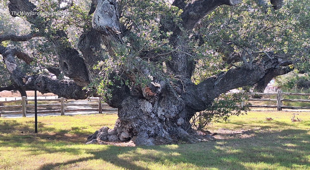 A Way&fnof;arers Campsites Goose Island State Park Campground