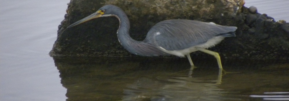Birding at Padre IslandNational Seashore