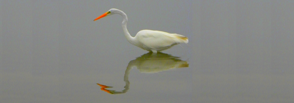 Birding at Padre IslandNational Seashore