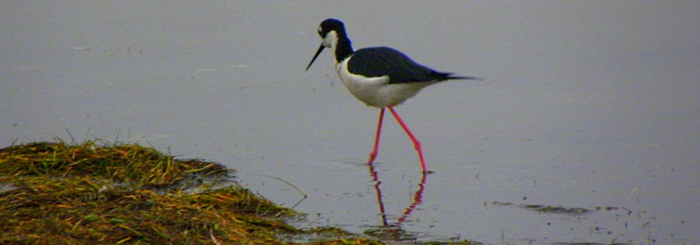 2009 Birding at PadreIsland National Seashore