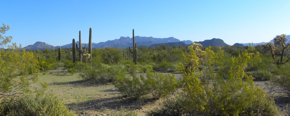 A Way&fnof;arers CampsitesThe Twin Peaks Campground