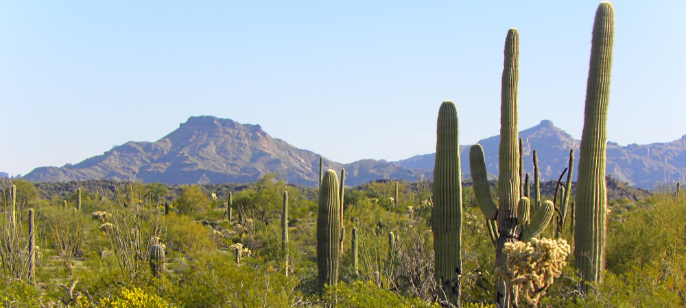 A Way&fnof;arers CampsitesThe Twin Peaks Campground