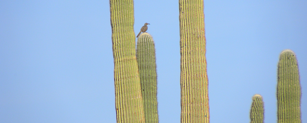 A Way&fnof;arers CampsitesThe Twin Peaks Campground