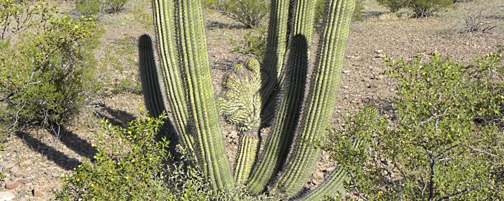 A Way&fnof;arers CampsitesThe Twin Peaks Campground