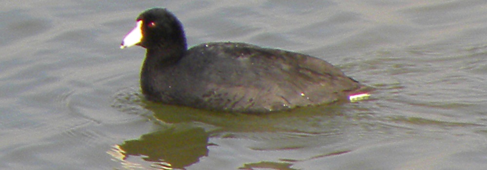 The SixesCasa Blanca State Park Campground