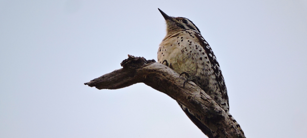 The SixesLake Corpus Christi SP Campground