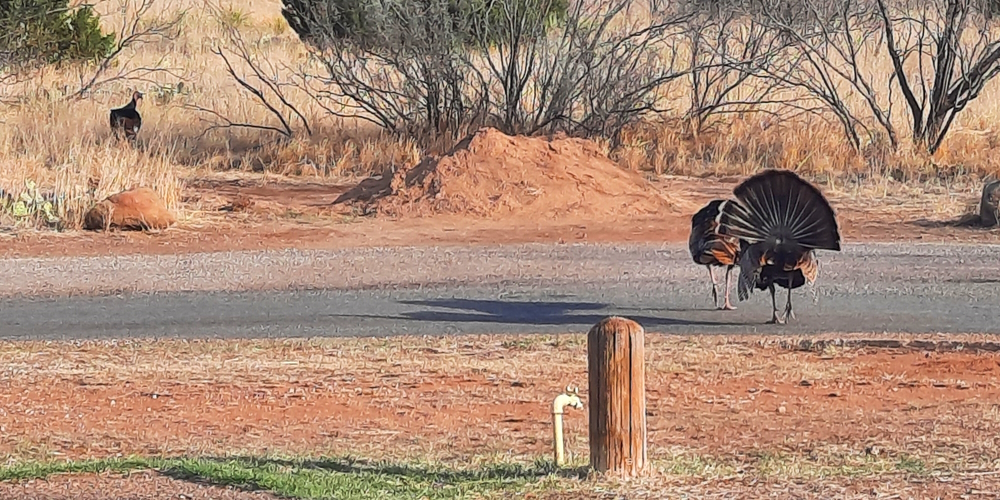 The SevensThe Palo Duro State Park Campground