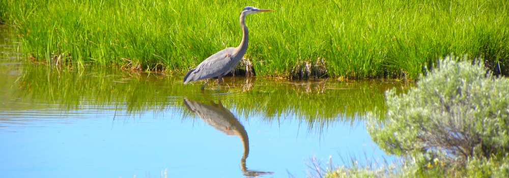 The Birds atYellowstone National Park