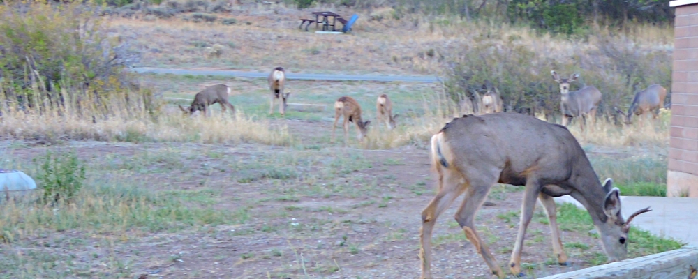 The NinesMorefield Campground