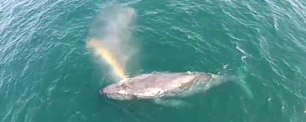 The Whales Spout Bow