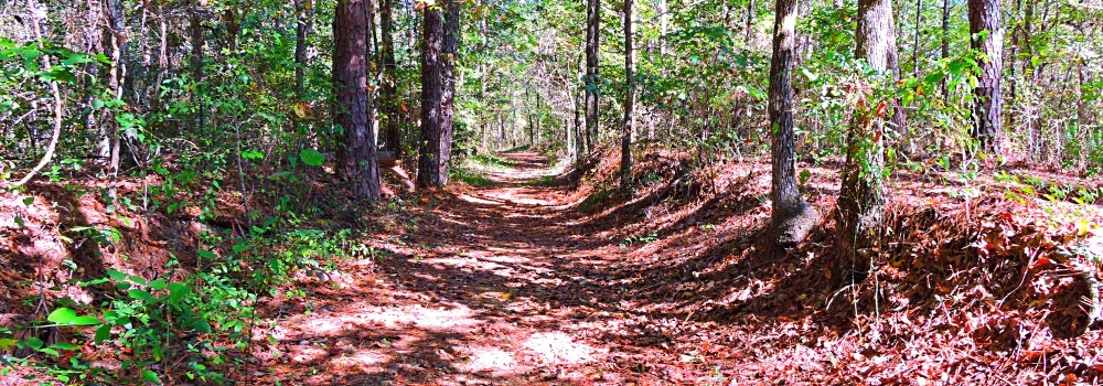 The Natchez Tracethe YYY Journey: Mississippi