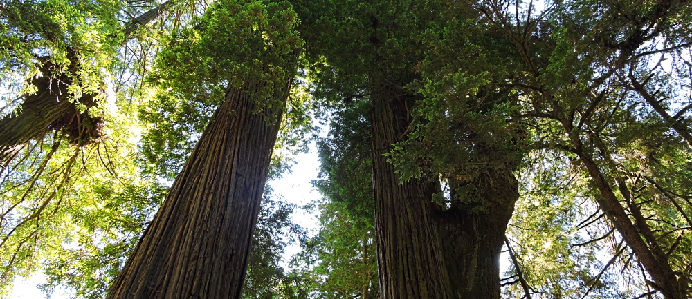 The Redwood Coastin California