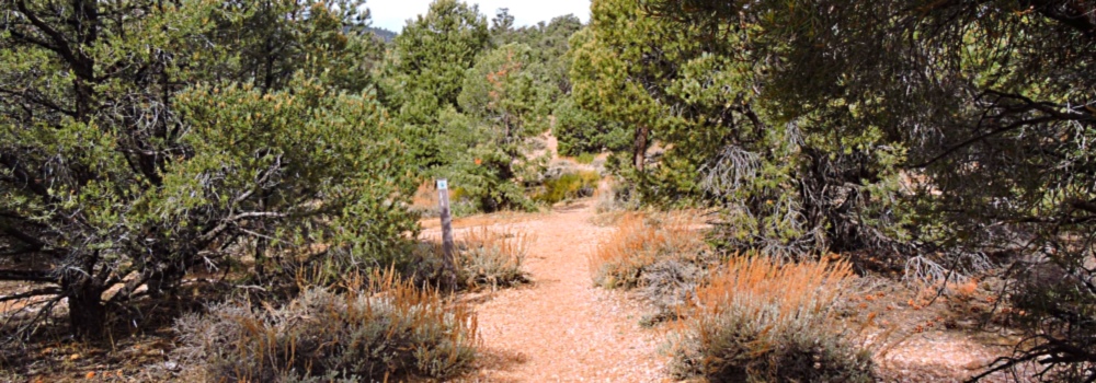 The Pacific Crest Trailin California