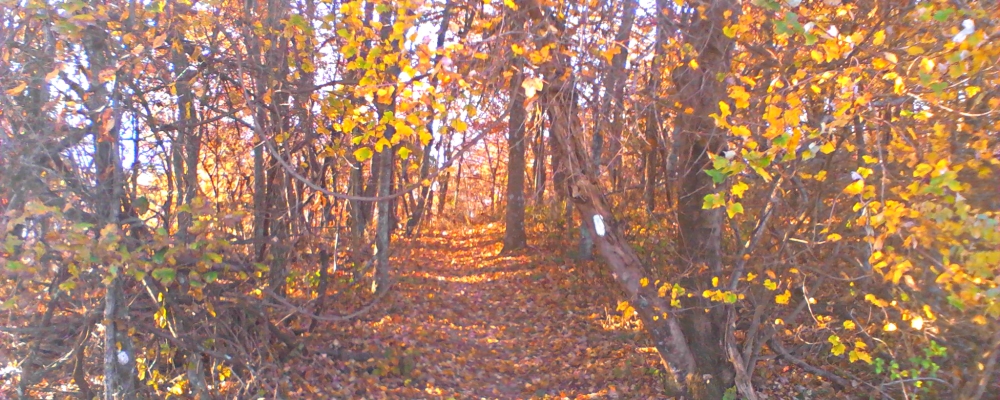 The Appalachian Trail2014 Journey, AT in Virginia